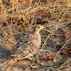 Double-banded sandgrouse