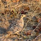 Double-banded sandgrouse