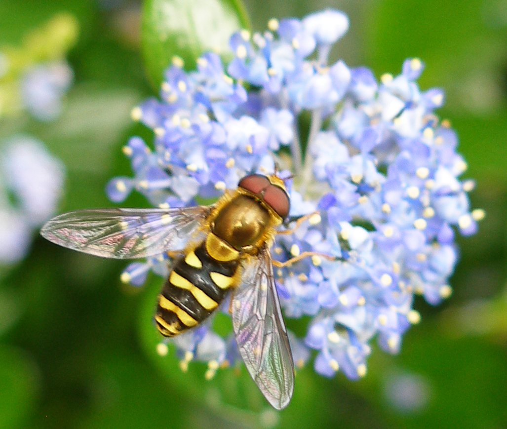 A fly with a long narrow body and black and yellow wasp-like stripes sits on a pink flower.