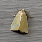 Black-Bordered Lemon Moth