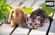 Cat And Rabbit Wallpapers Cats Rabbits NewTab small promo image