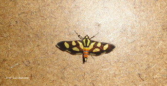 Orange-spotted Flower Moth