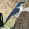 Mexican Jay