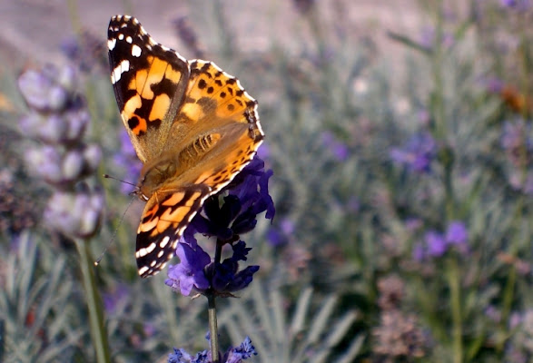 Che buono questo fiore! di patapam