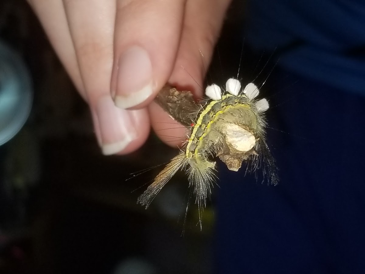 White Masked Tussock Moth