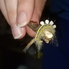 White Masked Tussock Moth