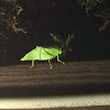 Katydid