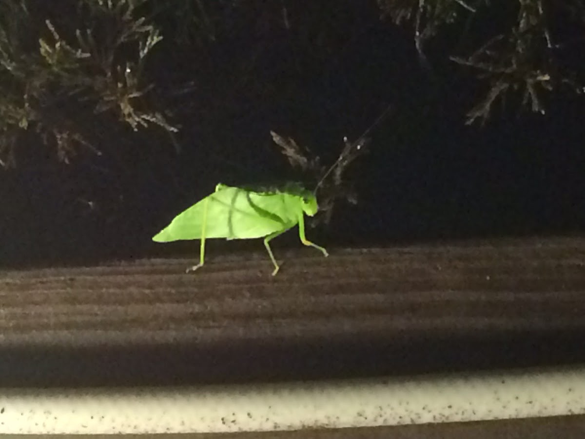 Katydid