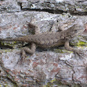 Eastern Fence Lizard