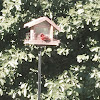 Northern Cardinal