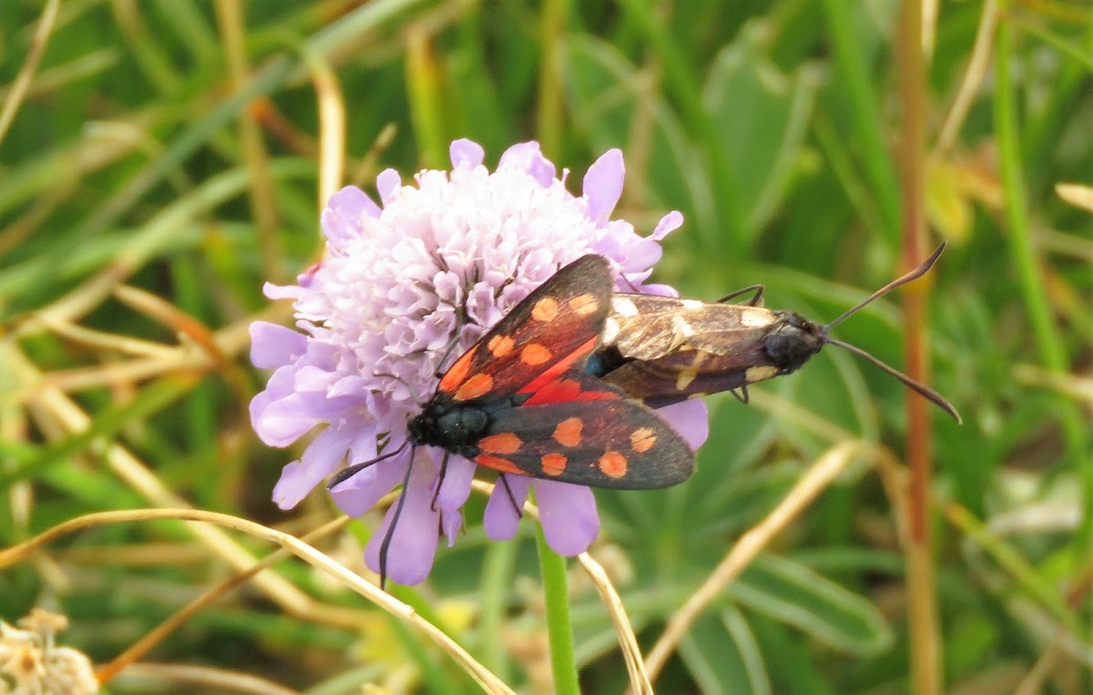 Southern six-spot burnet