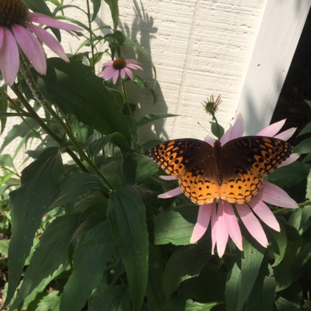 Great spangled fritillary