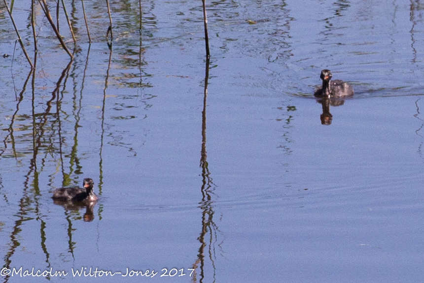 Black-necked Grebe; Zampullin Cuellinegro