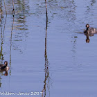 Black-necked Grebe; Zampullin Cuellinegro