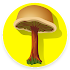 Mushroom identification App for free1.0