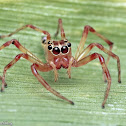 Purple Wide-jawed Jumper