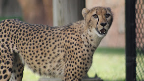 A Cheetah's Greatest Race thumbnail