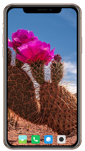 Cactus Flowers HD Wallpaper