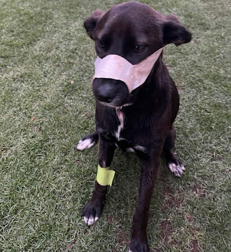 A pet insurer will settle the medical bills of heroic dog Kei who was shot while trying to protect her adopted family during a home invasion.