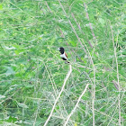 Tricoloured Munia