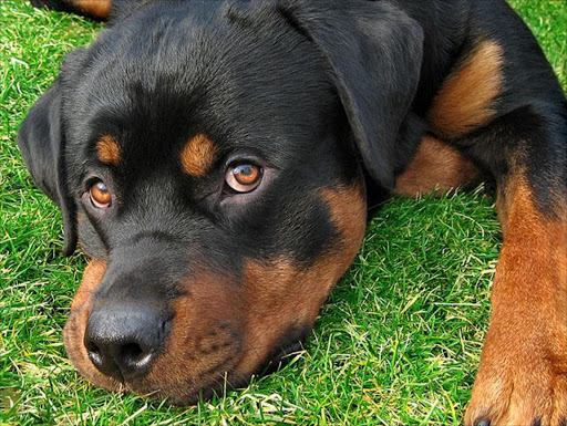 Rottweilerr. File photo