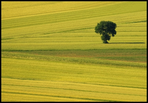 L'albero solitario di Francesco_Segantini