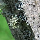 Lichen