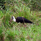 Woolly-necked Stork