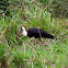 Woolly-necked Stork