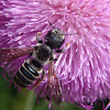 Pugnacious Leaf-cutter Bee