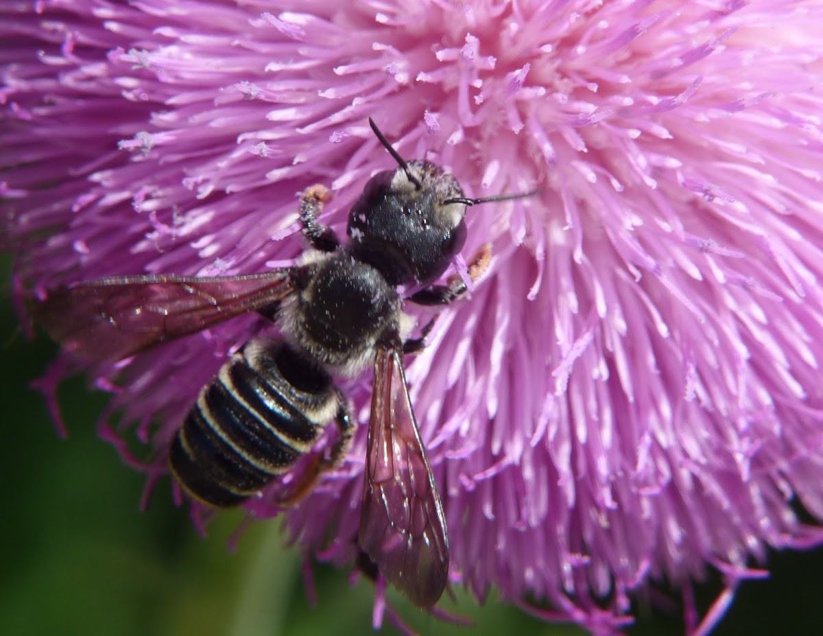 Pugnacious Leaf-cutter Bee