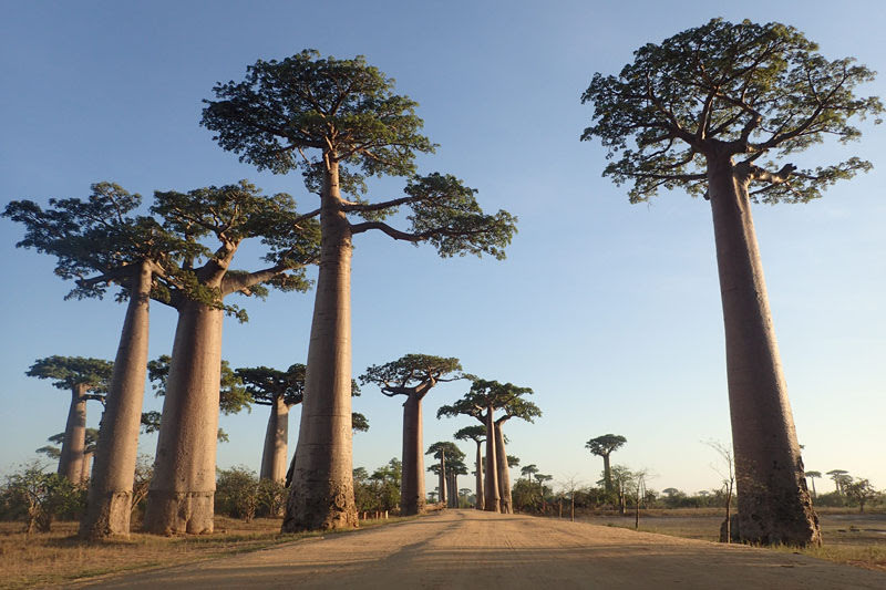 Baobab Avenue