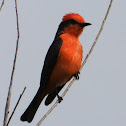 Vermilion flycatcher (male)