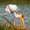 Painted Stork (w/ Crocodile)