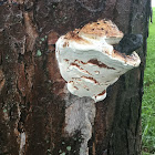 Fungus