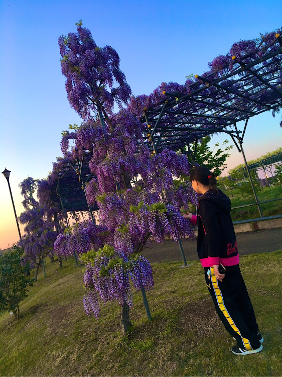 86の藤の花とコラボ・撮影は楽しい・彼女に関するカスタム事例の投稿画像3枚目