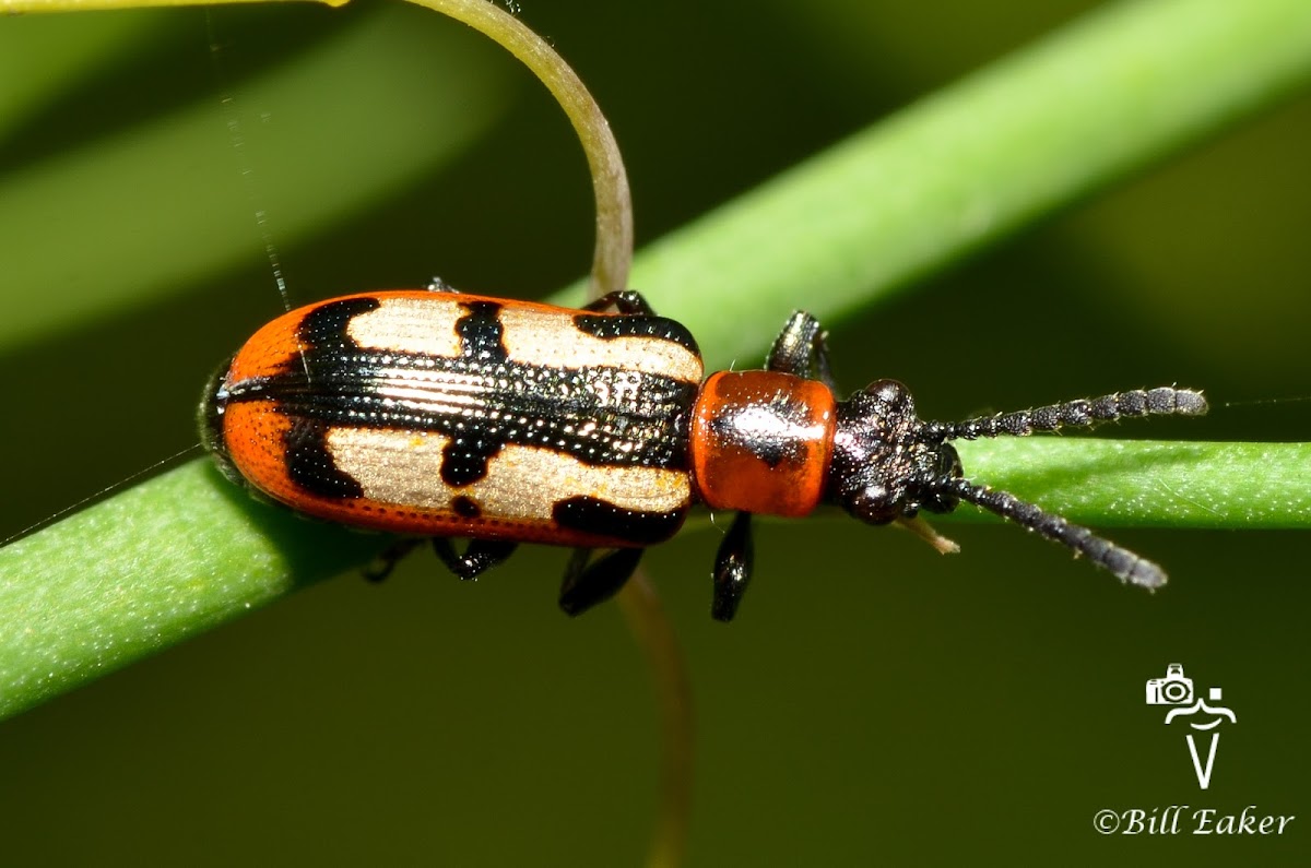 Asparagus Beetle