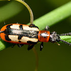 Asparagus Beetle