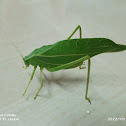 Greater Angle Wing Katydid