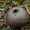 Pear-shaped Puffball