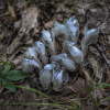 Indian Pipe