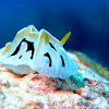 Nudibranch