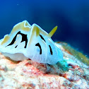 Nudibranch