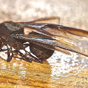 Winged queen leaf cutter ant, Atta sp.