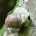 Roman snail