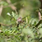 African Babul Blue (Female)