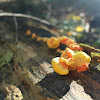 Sulphur Shelf