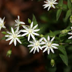 Star Chickweed