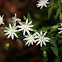 Star Chickweed