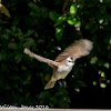 Yellow-vented Bulbul